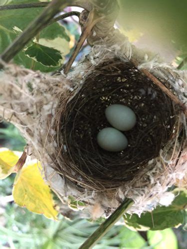 鳥在住家築巢|野鳥庭前築巢 預示居家風水好兆頭 